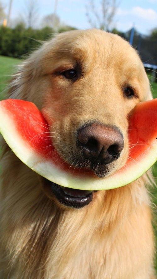 娱乐吃瓜酱拍照小狗狗,娱乐吃瓜酱与小狗狗的甜蜜互动