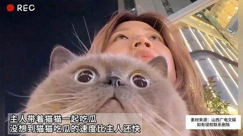 吃瓜猫娱乐,揭秘娱乐圈幕后故事，带你领略明星真实生活